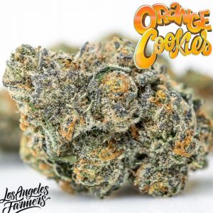 Buy Orange Cookies Jungleboys