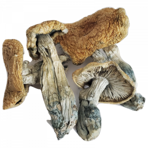 Shroom, Mushrooms