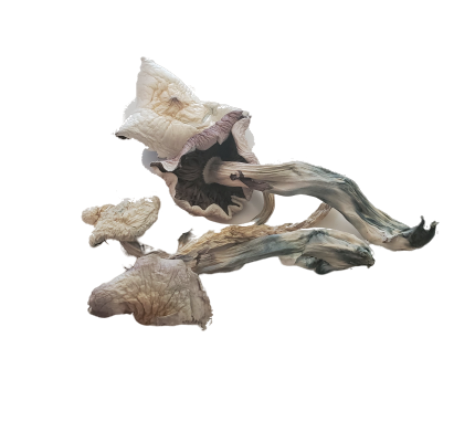 Albino-Treasure-Coast.png