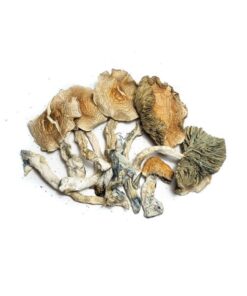 Golden Teachers