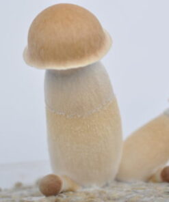 Penis Envy Magic Mushroom