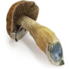Cuban Cubensis
